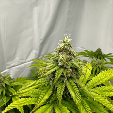 Con Leche  #1 & #2 growlog photo: Gettin frosty but leafy AF and not putting on much weight 