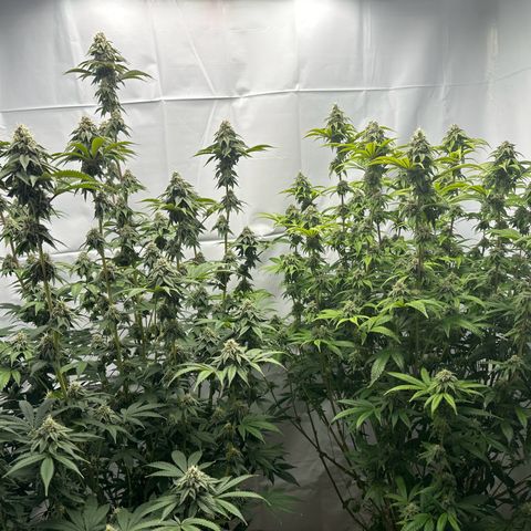 Con Leche  #1 & #2 growlog photo: Gettin frosty but leafy AF and not putting on much weight 