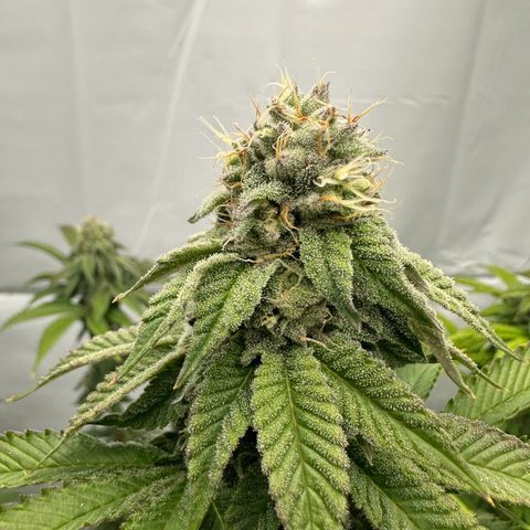 Con Leche  #1 & #2 growlog photo: Gettin frosty but leafy AF and not putting on much weight 