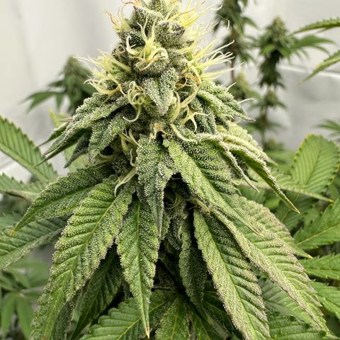 Con Leche  #1 & #2 growlog photo: Gettin frosty but leafy AF and not putting on much weight 