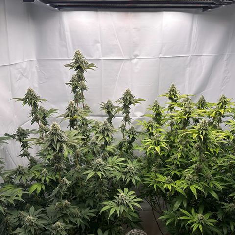 Con Leche  #1 & #2 growlog timeline photo