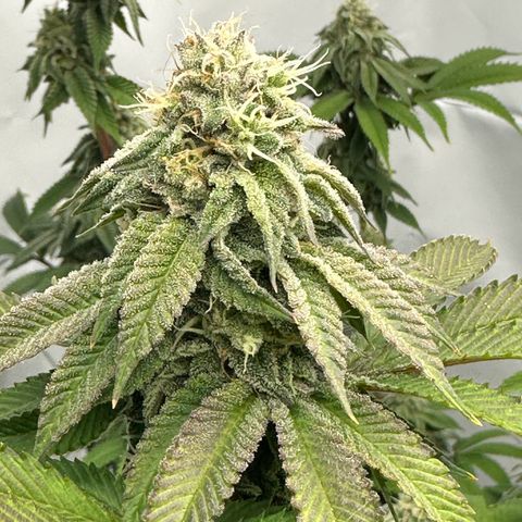Con Leche  #1 & #2 growlog timeline photo