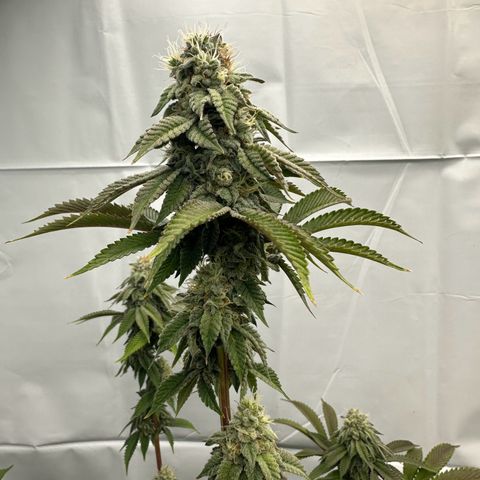 Con Leche  #1 & #2 growlog timeline photo