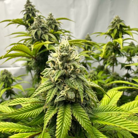 Con Leche  #1 & #2 growlog timeline photo