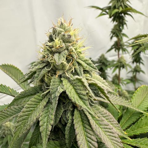 Con Leche  #1 & #2 growlog timeline photo