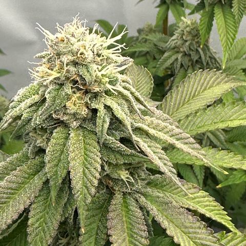 Con Leche  #1 & #2 growlog timeline photo