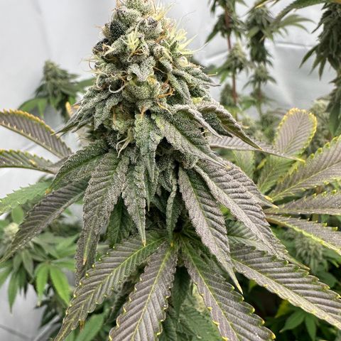 Con Leche  #1 & #2 growlog photo: Smells sweet and creamy 