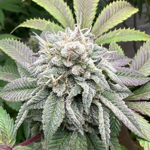 Con Leche  #1 & #2 growlog photo: Smells sweet and creamy 