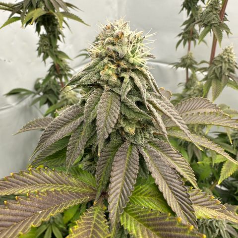Con Leche  #1 & #2 growlog photo: Smells sweet and creamy 