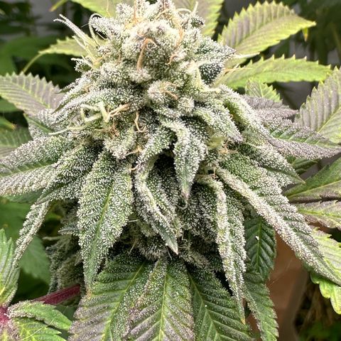 Con Leche  #1 & #2 growlog photo: Smells sweet and creamy 