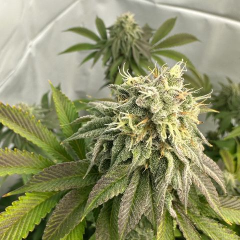Con Leche  #1 & #2 growlog photo: Smells sweet and creamy 