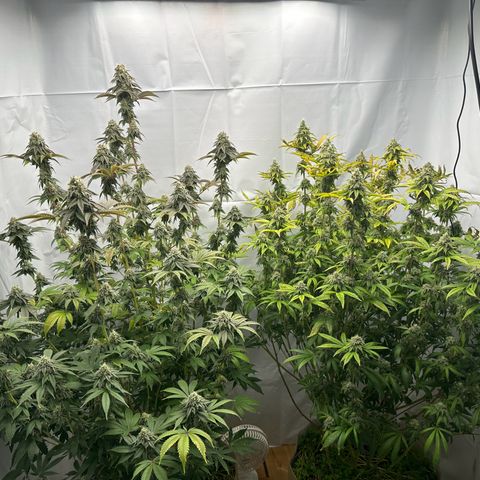 Con Leche  #1 & #2 growlog photo: Smells sweet and creamy 