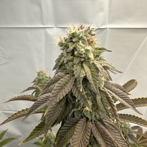Con Leche  #1 & #2 growlog photo: Smells sweet and creamy 