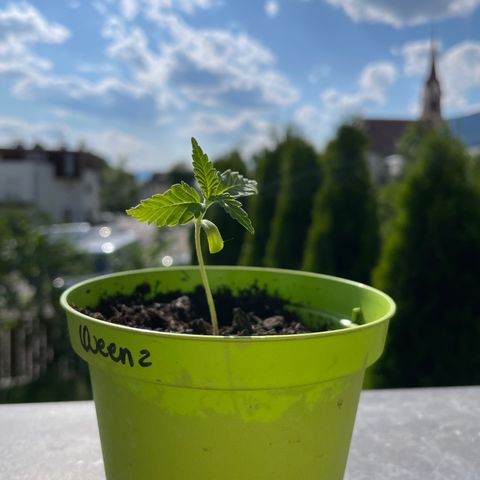 Special Queen #1 growlog photo: slow loading 