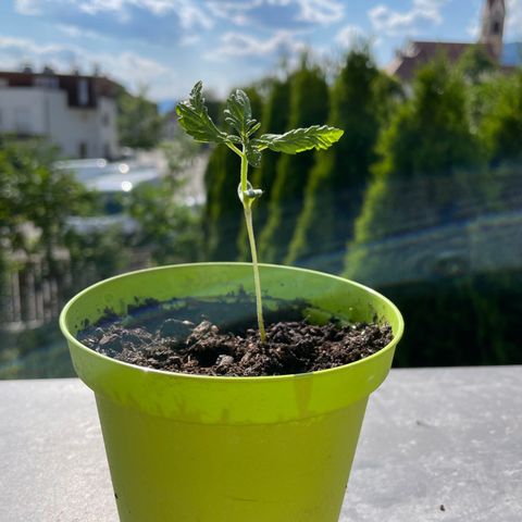 Weeding Cake 1 growlog photo: tic- tac! 