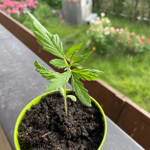 Weeding Cake 1 growlog timeline photo