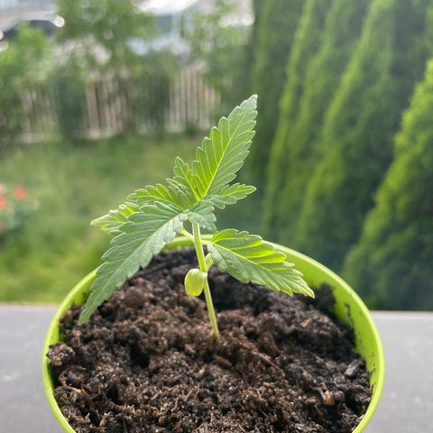 Special Queen #1 growlog timeline photo