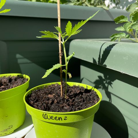 Special Queen #1 growlog timeline photo