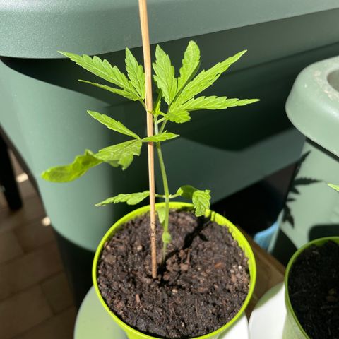Weeding Cake 1 growlog timeline photo
