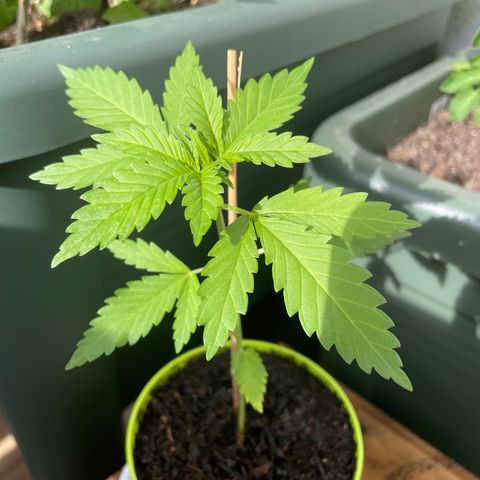 Special Queen #1 growlog timeline photo