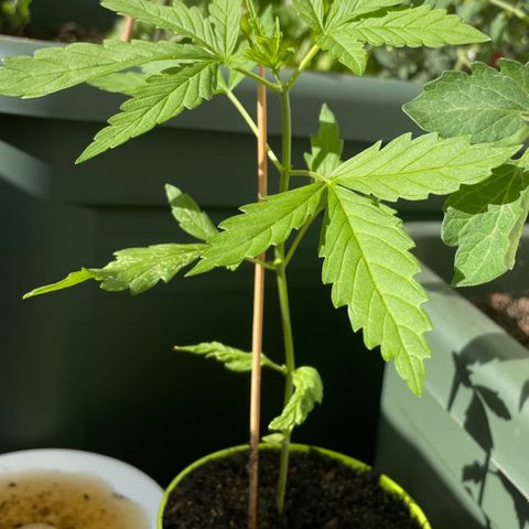 Weeding Cake 1 growlog timeline photo