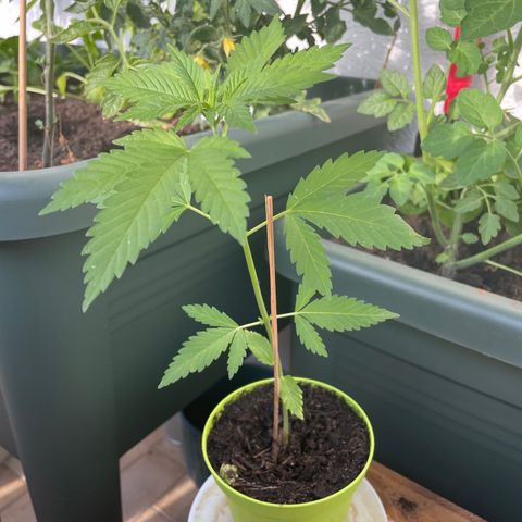 Special Queen #1 growlog timeline photo