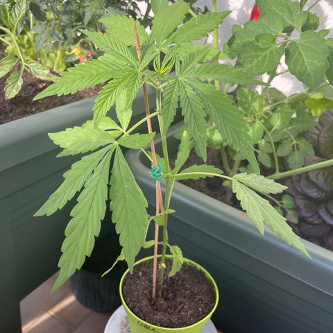 Weeding Cake 1 growlog timeline photo