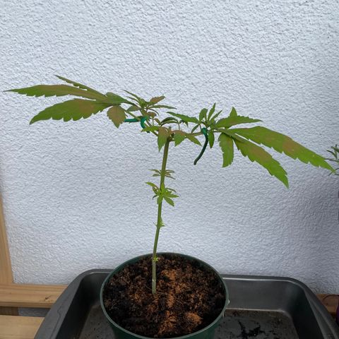 Weeding Cake 1 growlog timeline photo