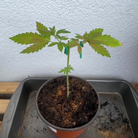 Special Queen #1 growlog timeline photo