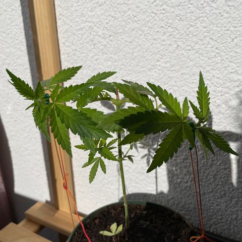 Weeding Cake 1 growlog timeline photo