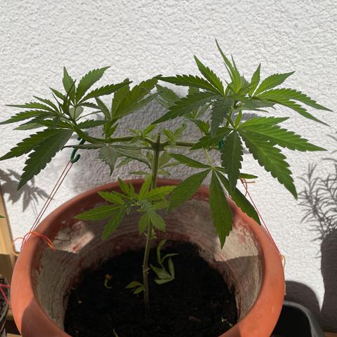 Special Queen #1 growlog timeline photo