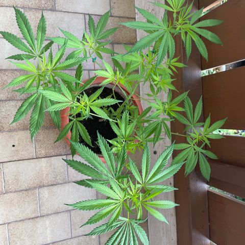 Special Queen #1 growlog timeline photo