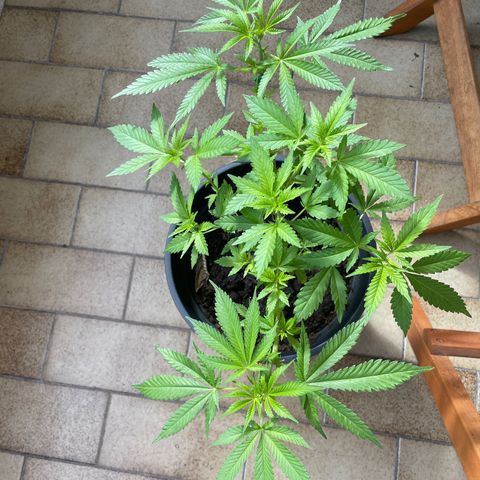 Weeding Cake 1 growlog timeline photo