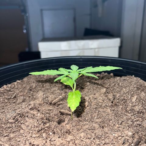 Eenie growlog timeline photo