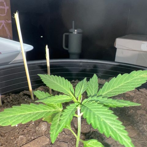 Eenie growlog timeline photo