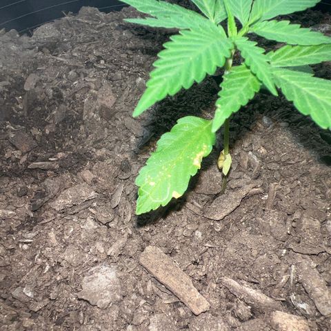 Eenie growlog timeline photo
