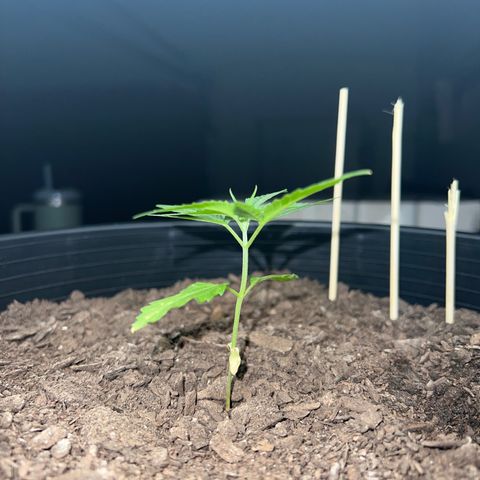 Eenie growlog timeline photo