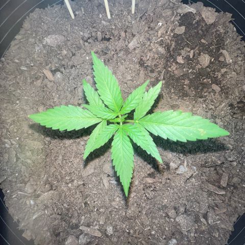 Eenie growlog timeline photo