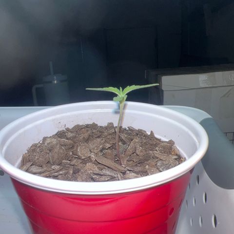 Meenie growlog timeline photo
