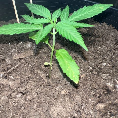 Eenie growlog timeline photo