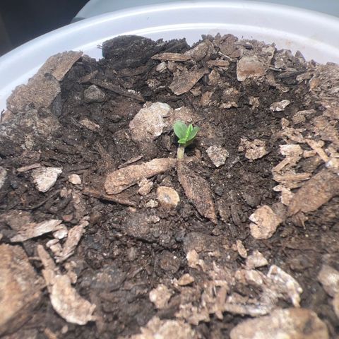 Miney growlog timeline photo