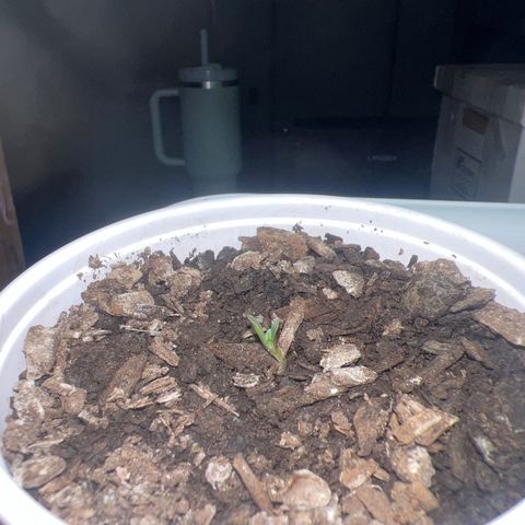 Miney growlog timeline photo