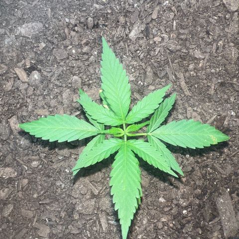 Eenie growlog timeline photo