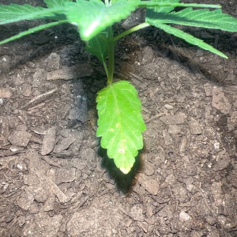 Eenie growlog timeline photo