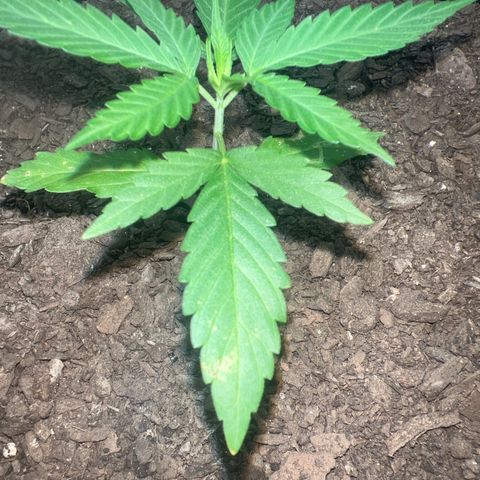 Eenie growlog timeline photo