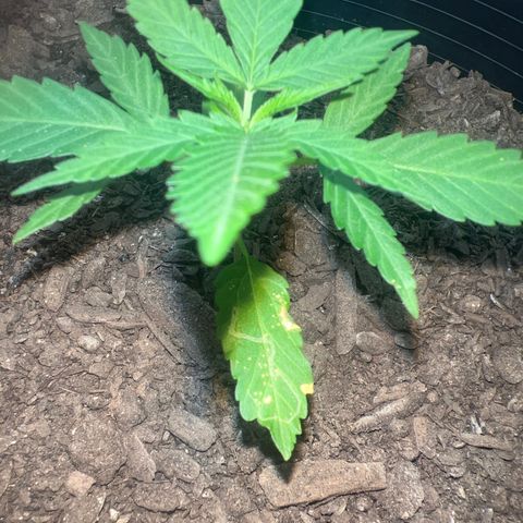 Eenie growlog timeline photo