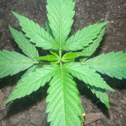 Eenie growlog timeline photo