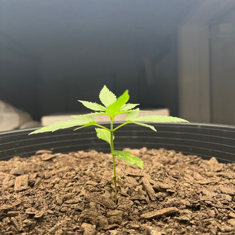 Eenie growlog timeline photo