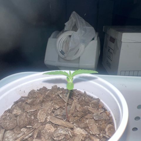 Meenie growlog timeline photo