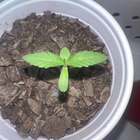 Meenie growlog timeline photo